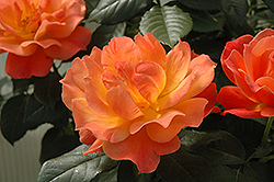 Livin' Easy Rose (Rosa 'HARwelcome') at Canadale Nurseries