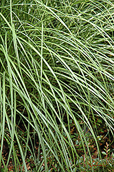Little Kitten Dwarf Maiden Grass (Miscanthus sinensis 'Little Kitten') at Canadale Nurseries