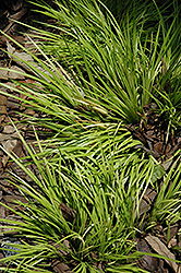 Grassy-Leaved Sweet Flag (Acorus gramineus 'Minimus Aureus') at Canadale Nurseries