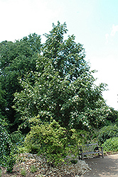 Japanese Stewartia (Stewartia pseudocamellia) at Canadale Nurseries