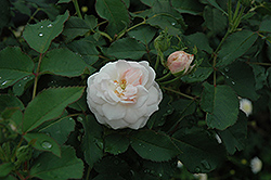 Cinderella Fairytale Rose (Rosa 'KORfobalt') at Canadale Nurseries