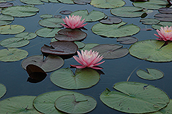 Attraction Hardy Water Lily (Nymphaea 'Attraction') at Canadale Nurseries