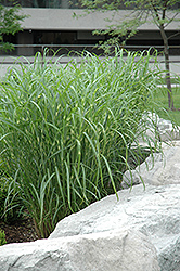 Zebra Grass (Miscanthus sinensis 'Zebrinus') at Canadale Nurseries