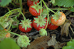 Common Wild Strawberry (Fragaria virginiana) at Canadale Nurseries