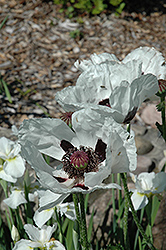 Royal Wedding Poppy (Papaver orientale 'Royal Wedding') at Canadale Nurseries