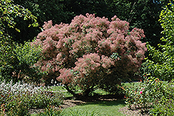 Grace Smokebush (Cotinus 'Grace') at Canadale Nurseries