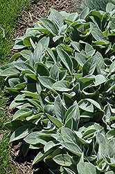 Giant Lamb's Ears (Stachys byzantina 'Big Ears') at Canadale Nurseries
