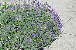 Munstead Lavender (Lavandula angustifolia 'Munstead') at Canadale Nurseries