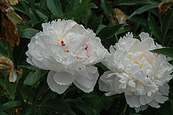 Avalanche Peony (Paeonia 'Avalanche') at Canadale Nurseries