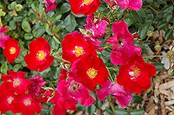 Flower Carpet Red Rose (Rosa 'Flower Carpet Red') at Canadale Nurseries