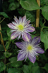 Crystal Fountain Clematis (Clematis 'Crystal Fountain') at Canadale Nurseries
