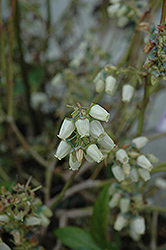 Chandler Blueberry (Vaccinium corymbosum 'Chandler') at Canadale Nurseries