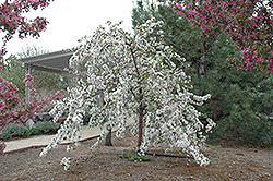 Red Jade Flowering Crab (Malus 'Red Jade') at Canadale Nurseries