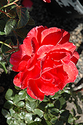 Lasting Peace Rose (Rosa 'Meihurge') at Canadale Nurseries