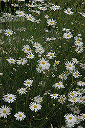Marguerite Daisy (Argyranthemum gracile) at Canadale Nurseries