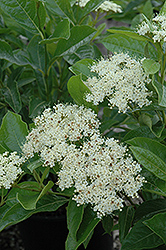 Brandywine Viburnum (Viburnum nudum 'Bulk') at Canadale Nurseries