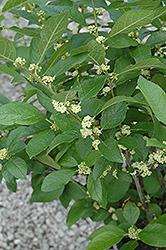 Southern Gentleman Winterberry (Ilex verticillata 'Southern Gentleman') at Canadale Nurseries