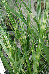 Porcupine Grass (Miscanthus sinensis 'Porcupine') at Canadale Nurseries