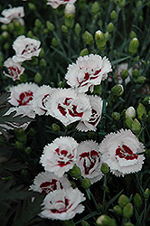 Scent First Coconut Surprise Pinks (Dianthus 'WP05Yves') at Canadale Nurseries