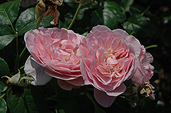 Strawberry Hill Rose (Rosa 'Strawberry Hill') at Canadale Nurseries