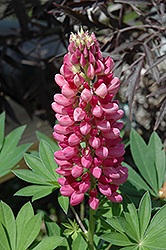 Gallery Red Lupine (Lupinus 'Gallery Red') at Canadale Nurseries