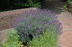 English Lavender (Lavandula angustifolia) at Canadale Nurseries