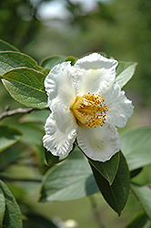 Japanese Stewartia (Stewartia pseudocamellia) at Canadale Nurseries