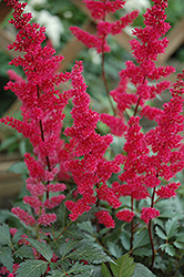 Fanal Astilbe (Astilbe x arendsii 'Fanal') at Canadale Nurseries