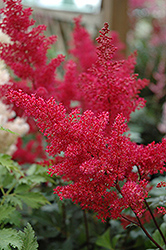Montgomery Japanese Astilbe (Astilbe japonica 'Montgomery') at Canadale Nurseries