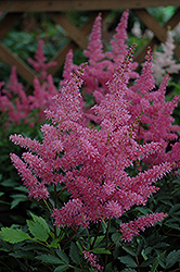 Younique Lilac Astilbe (Astilbe 'Verslilac') at Canadale Nurseries