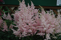 Younique Silvery Pink Astilbe (Astilbe 'Verssilverypink') at Canadale Nurseries