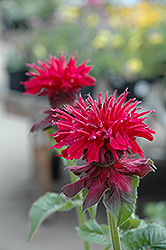 Fireball Beebalm (Monarda didyma 'Fireball') at Canadale Nurseries