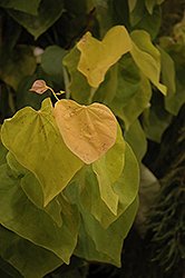 The Rising Sun Redbud (Cercis canadensis 'The Rising Sun') at Canadale Nurseries