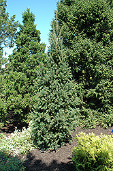 Columnar Norway Spruce (Picea abies 'Cupressina') at Canadale Nurseries