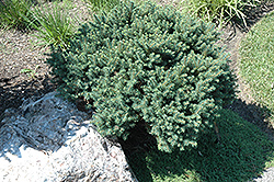 Karel Dwarf Serbian Spruce (Picea omorika 'Karel') at Canadale Nurseries