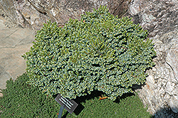 Pimoko Spruce (Picea omorika 'Pimoko') at Canadale Nurseries