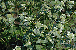 Short Toothed Mountain Mint (Pycnanthemum muticum) at Canadale Nurseries