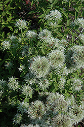 Appalachian Mountain Mint (Pycnanthemum flexuosum) at Canadale Nurseries