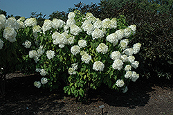 Phantom Hydrangea (Hydrangea paniculata 'Phantom') at Canadale Nurseries