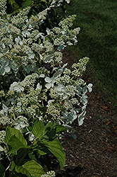 White Lady Hydrangea (Hydrangea paniculata 'White Lady') at Canadale Nurseries