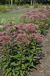 Baby Joe Dwarf Joe Pye Weed (Eupatorium dubium 'Baby Joe') at Canadale Nurseries
