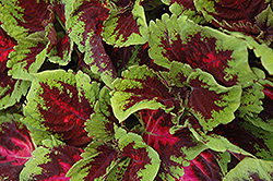 Kong Red Coleus (Solenostemon scutellarioides 'Kong Red') at Canadale Nurseries