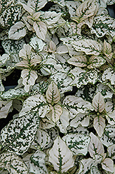 Splash Select White Polka Dot Plant (Hypoestes phyllostachya 'Splash Select White') at Canadale Nurseries