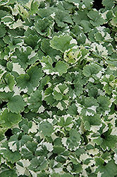 Variegated Ground Ivy (Glechoma hederacea 'Variegata') at Canadale Nurseries