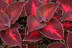 ColorBlaze Kingswood Torch Coleus (Solenostemon scutellarioides 'Kingswood Torch') at Canadale Nurseries