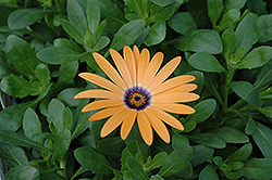 Orange Symphony African Daisy (Osteospermum 'Orange Symphony') at Canadale Nurseries