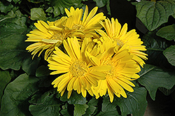 Yellow Gerbera Daisy (Gerbera 'Yellow') at Canadale Nurseries