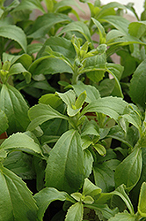 Sweetleaf (Stevia rebaudiana) at Canadale Nurseries