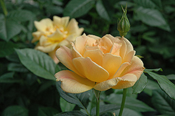 Easy Going Rose (Rosa 'HARflow') at Canadale Nurseries