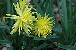 Rip Van Winkle Daffodil (Narcissus 'Rip Van Winkle') at Canadale Nurseries